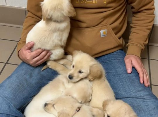 Golden Retriever puppies for adoption