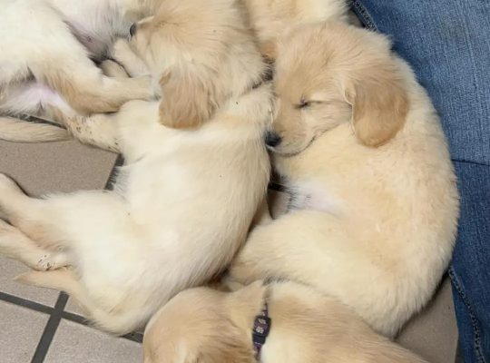 Golden Retriever puppies for adoption
