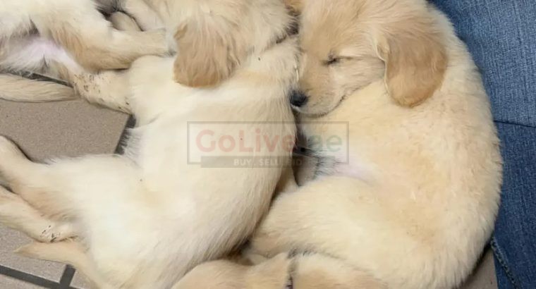 Golden Retriever puppies for adoption