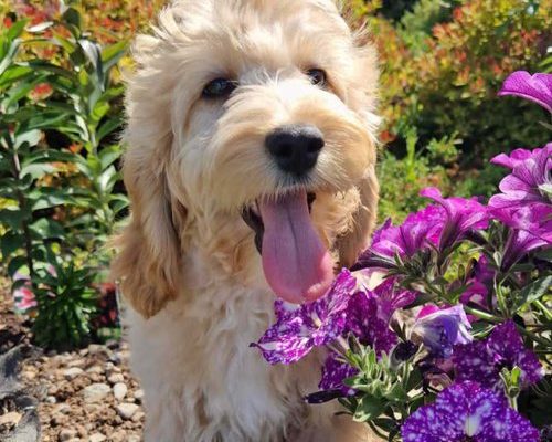 Adorable toy poodle puppies for sale
