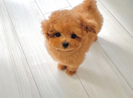 Toy Poodle Puppy