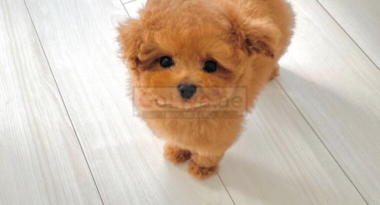Toy Poodle Puppy