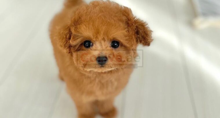 Toy Poodle Puppy