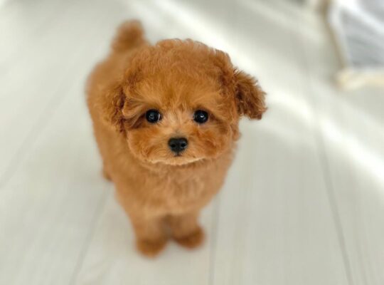 Toy Poodle Puppy