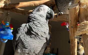 ADORABLE HAND-REARED AFRICAN GREY PARROTS FOR ADOPTION