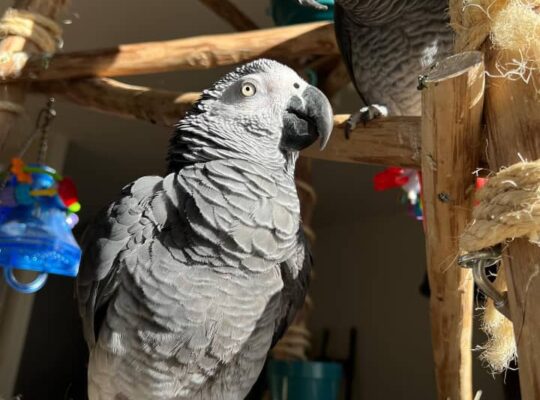 ADORABLE HAND-REARED AFRICAN GREY PARROTS FOR ADOPTION