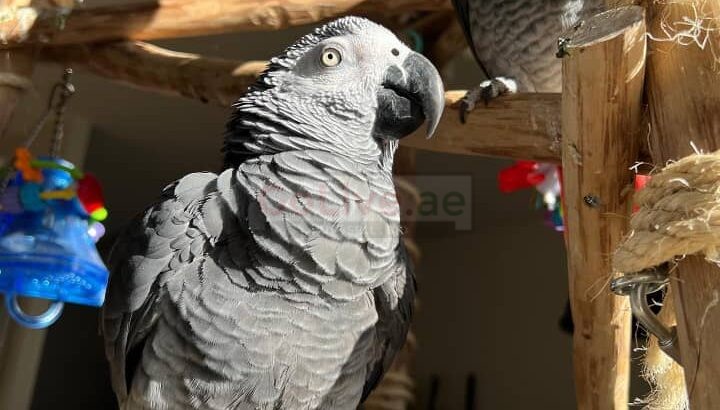 ADORABLE HAND-REARED AFRICAN GREY PARROTS FOR ADOPTION