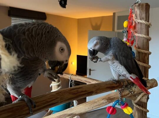 ADORABLE HAND-REARED AFRICAN GREY PARROTS FOR ADOPTION