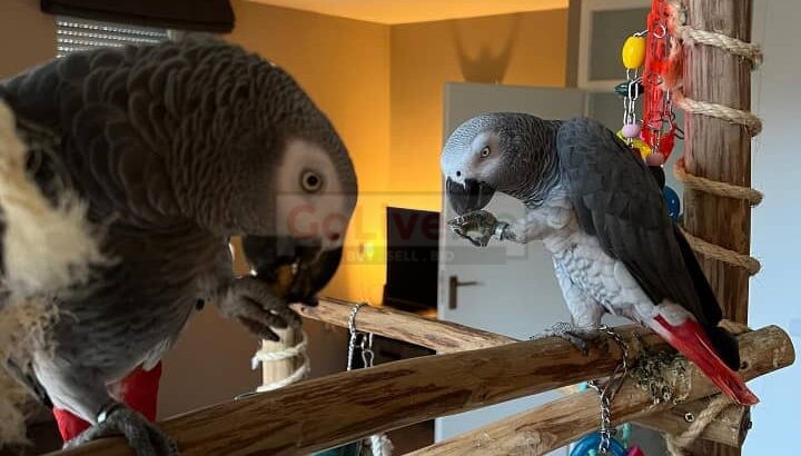 ADORABLE HAND-REARED AFRICAN GREY PARROTS FOR ADOPTION