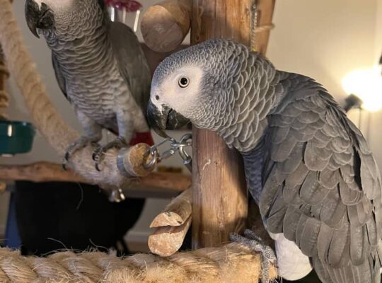 ADORABLE HAND-REARED AFRICAN GREY PARROTS FOR ADOPTION