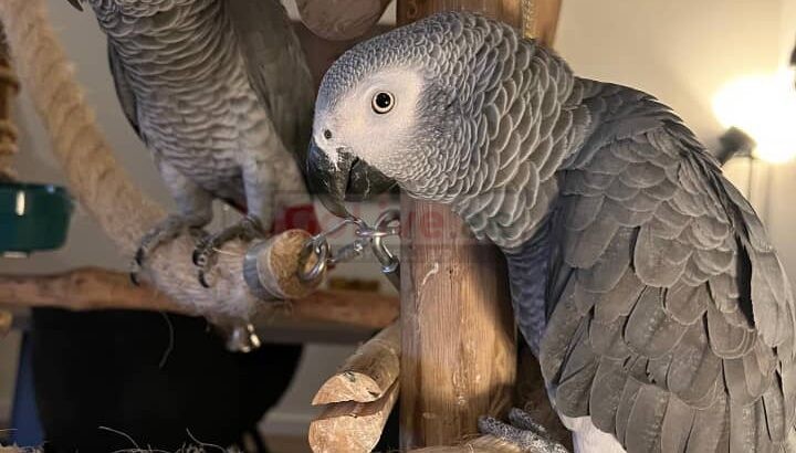 ADORABLE HAND-REARED AFRICAN GREY PARROTS FOR ADOPTION