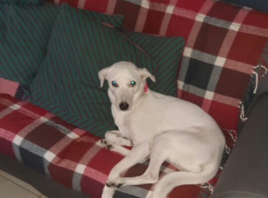 Dog for Free adoption