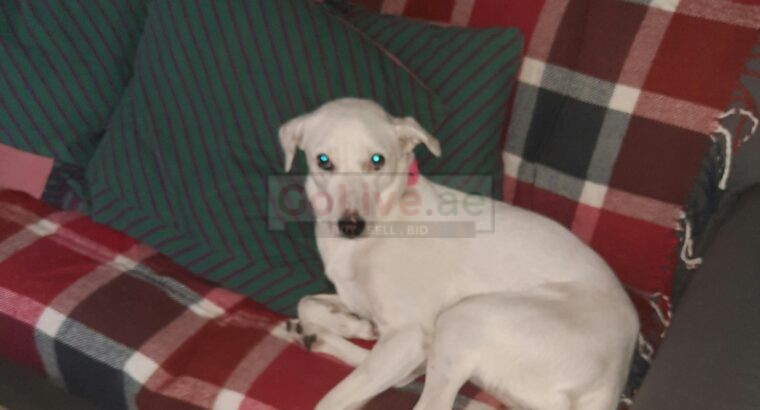 Dog for Free adoption