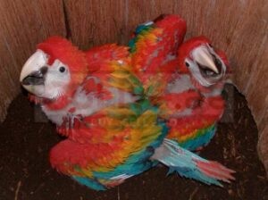 Macaw Babies for Adoption