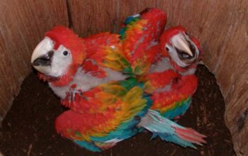 Macaw Babies for Adoption