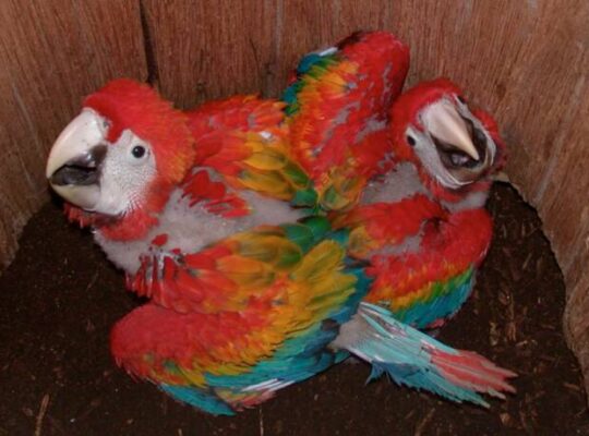 Macaw Babies for Adoption
