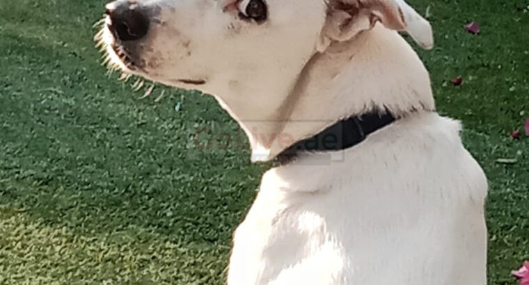 Dog for Free adoption