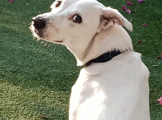 COCO new home