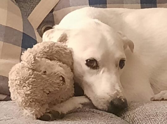 Dog for Free adoption