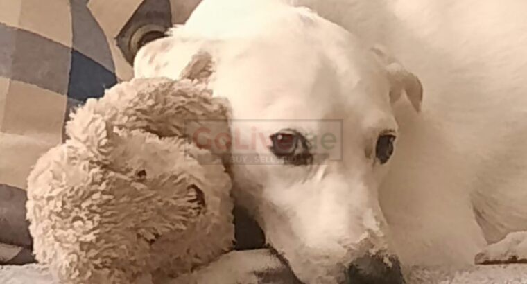 Dog for Free adoption