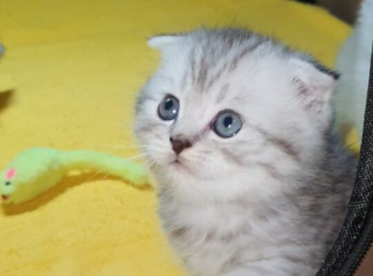 Adorable Scottish Fold & Scottish straight kittens   