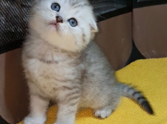Adorable Scottish Fold & Scottish straight kittens   