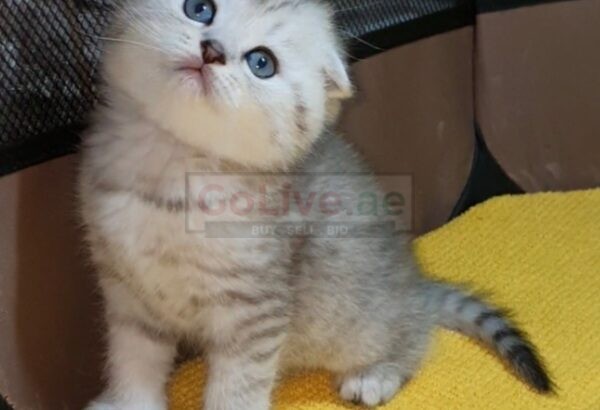 Adorable Scottish Fold & Scottish straight kittens   