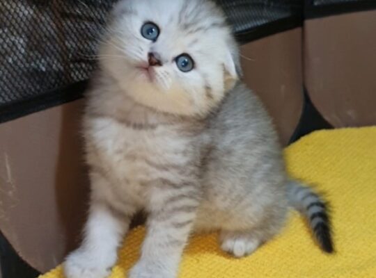 Adorable Scottish Fold & Scottish straight kittens   