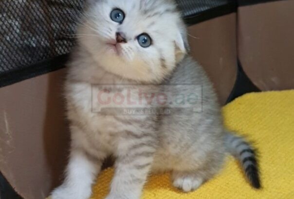 Adorable Scottish Fold & Scottish straight kittens   