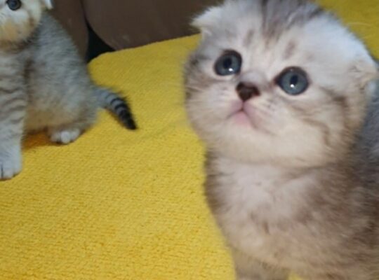 Adorable Scottish Fold & Scottish straight kittens   