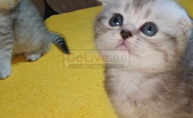 Adorable Scottish Fold & Scottish straight kittens   
