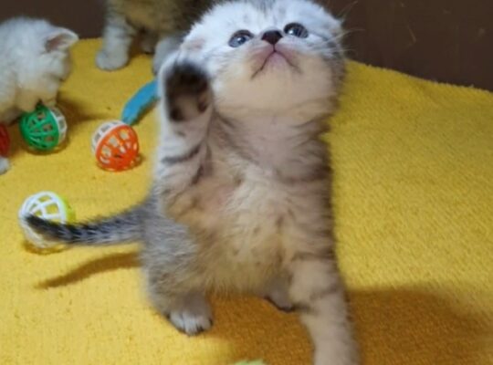 Adorable Scottish Fold & Scottish straight kittens   