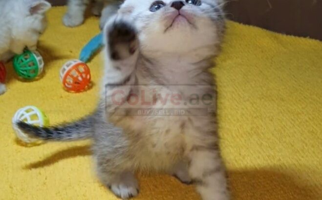 Adorable Scottish Fold & Scottish straight kittens   