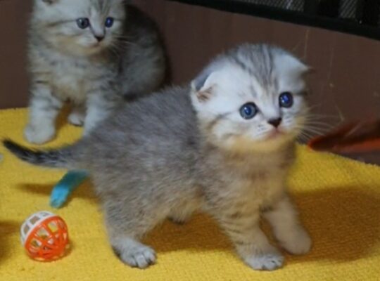 Adorable Scottish Fold & Scottish straight kittens   