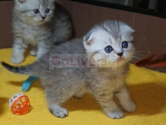 Adorable Scottish Fold & Scottish straight kittens   