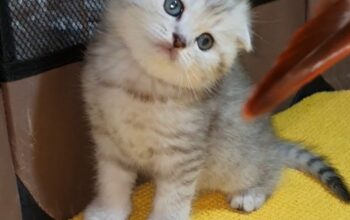 Adorable Scottish Fold & Scottish straight kittens   