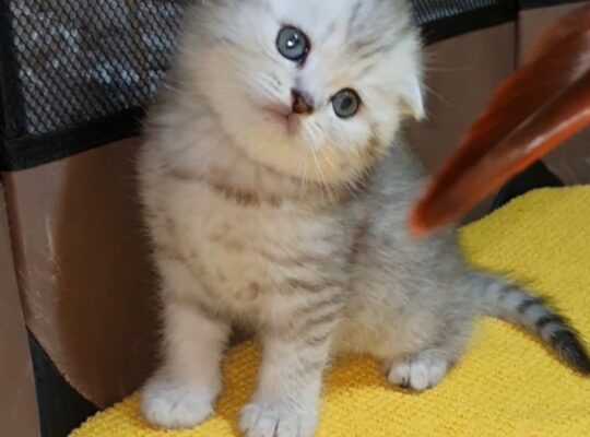 Adorable Scottish Fold & Scottish straight kittens   