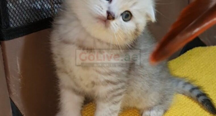 Adorable Scottish Fold & Scottish straight kittens   