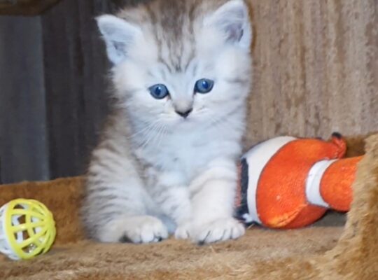 Adorable Scottish Fold & Scottish straight kittens   