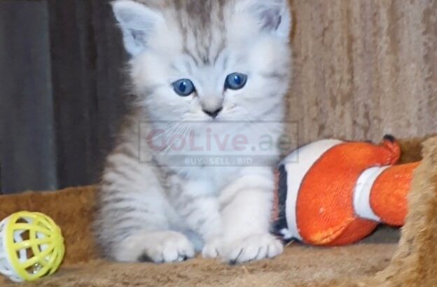 Adorable Scottish Fold & Scottish straight kittens   