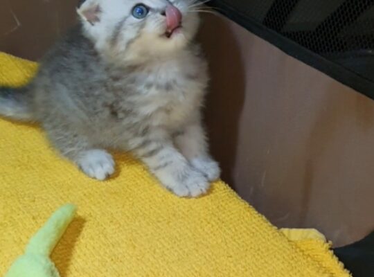 Adorable Scottish Fold & Scottish straight kittens   