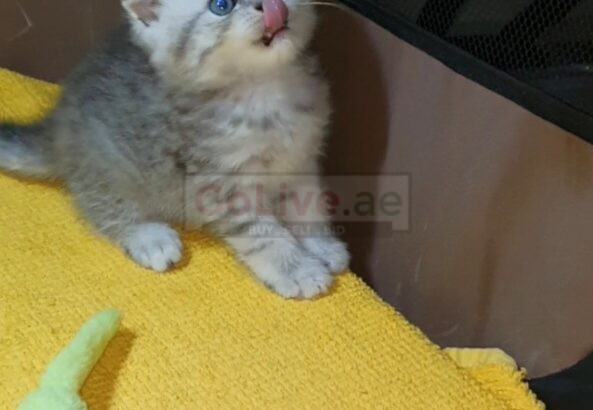 Adorable Scottish Fold & Scottish straight kittens   