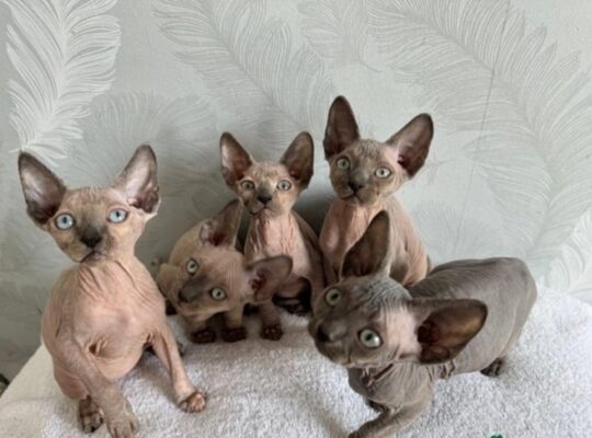 Sphinx Kittens