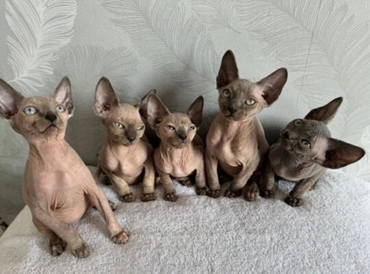 Sphinx Kittens