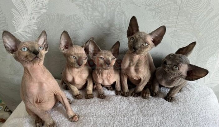 Sphinx Kittens