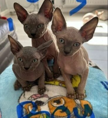 Sphinx Kittens