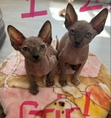 Sphinx Kittens