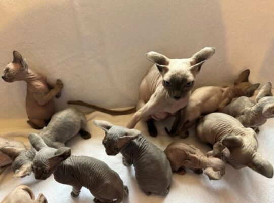 Sphinx Kittens