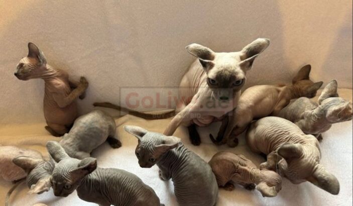 Sphinx Kittens