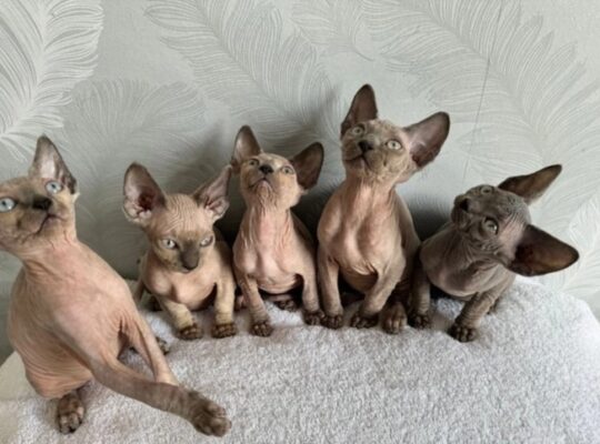 Sphinx Kittens